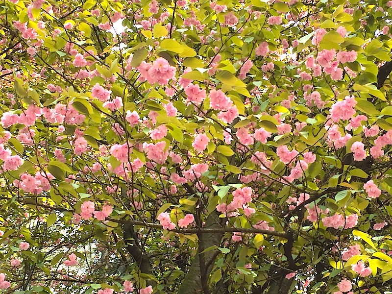 Ben arrivata primavera! Auguri a tutte le bambine!